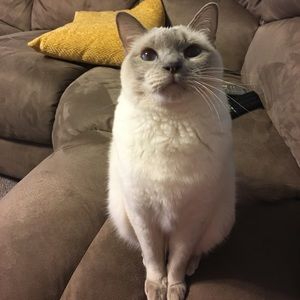 Meet your Posher, Kim